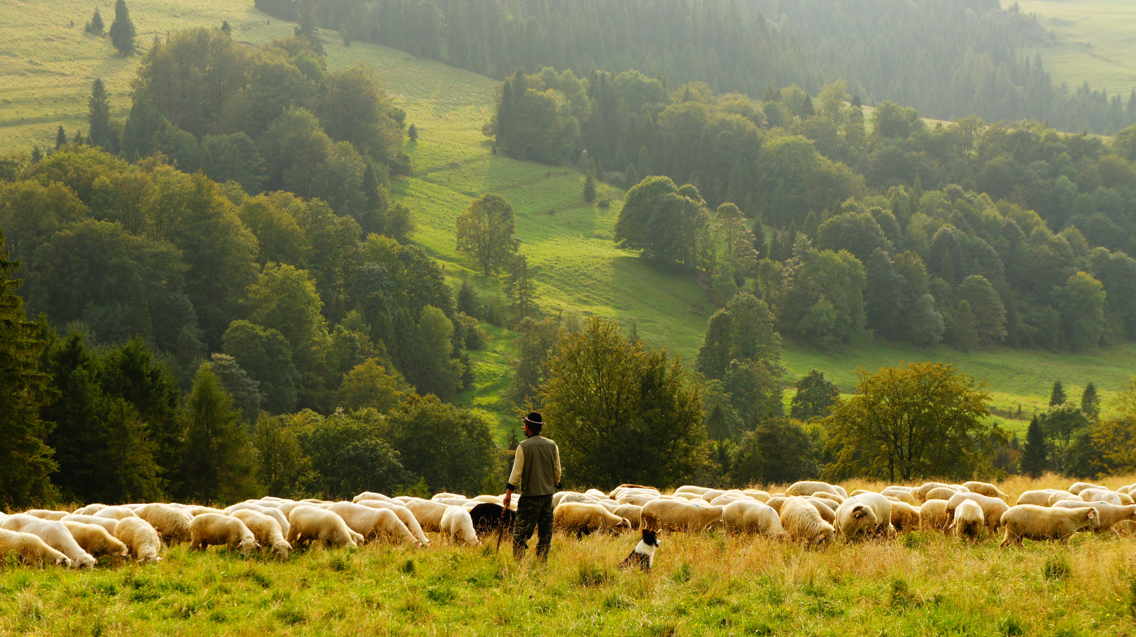 abiding in christ our shepherd